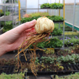 Lilium Abbeville's Pride (14/16cm)