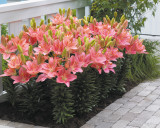 Lilium Foxtrot (14/16cm)