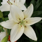 Lilium Inuvik (14/16cm)