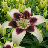 Lilium Patricia's Pride (14/16cm)