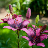 Lilium Purple Eye (14/16cm)