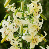 Lilium Sweet Surrender (14/16cm)