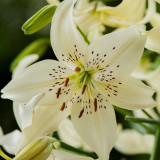 Lilium Sweet Surrender (14/16cm)