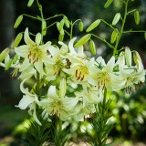 Lilium Sweet Surrender (14/16cm)