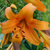 Lilium Orange Space