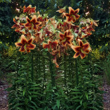 Lilium Red Morning