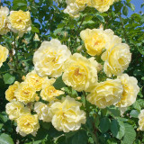 Rose Climbing Golden Gate