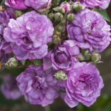 Rose Veilchenblau