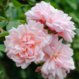 Rambler Rose Albertine