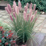 Pennisetum alopecuroides Red Head 7cm