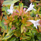 Abelia grandiflora 'Kaleidoscope'