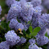 Ceanothus thrisflorus Skylark AGM Ceanothus thrisflorus Skylark AGM