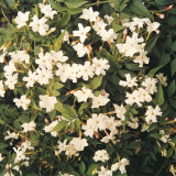 Jasminum officinale