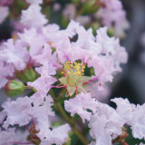 Lagerstroemia indica 'With Love Babe'