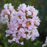 Lagerstroemia indica 'With Love Babe'