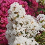 Lagerstroemia indica 'With Love Virgin'