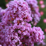 Lagerstroemia indica 'With Love Eternal'