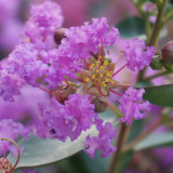 Lagerstroemia indica 'With Love Eternal'