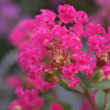Lagerstroemia indica 'With Love Kiss'