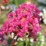 Lagerstroemia indica 'With Love Kiss'
