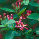 Lonicera tatarica 'Hacks Red'