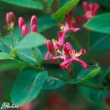 Lonicera tatarica 'Hacks Red'
