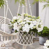 Hydrangea hybrid 'Runaway Bride'