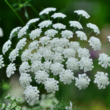 Ammi Majus