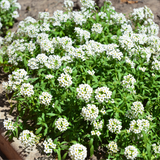 Alyssum Carpet of Snow