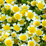 Limnanthes Douglasii - Poached Egg Plant