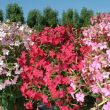 Nicotiana Mixed Alata