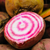 Beetroot Chioggia