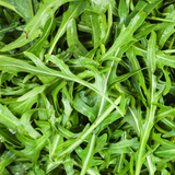 Herb Rocket Cultivated