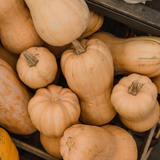 Squash Butternut Waltham