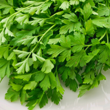 Herb Coriander