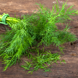 Herb Dill