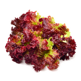 Lettuce - Salad Bowl Red