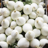 Onion - White Sweet Spanish