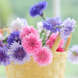 Cornflower - Polka Dot Mix Cornflower - Polka Dot Mix
