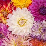 Dahlia - Dandy Mix