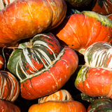 Gourds - Turks Turban