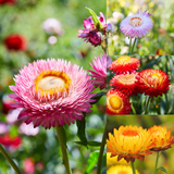 Helichrysum Bractiatum -  Swiss Giant Tall Mix