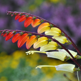 Mina Lobata - Jungle Queen