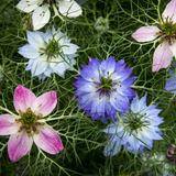 Nigella - Love in a mist Mix