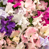 Sweet Pea - Knee High Mix