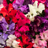 Sweet Pea - Royal Family Mix