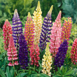 Lupin - hartwegii - giant flowered mix (Russell Mix)