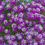 Alyssum Royal Carpet