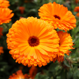 Calendula Neon