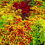 Coleus Rainbow Mixture